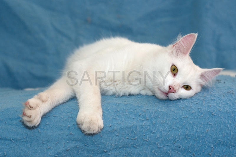 ANGORRA TURC 044.jpg